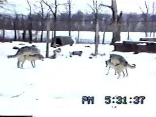 xxzzoo|Newest and Naughtiest Animal Porn & Bestiality XNXX.
